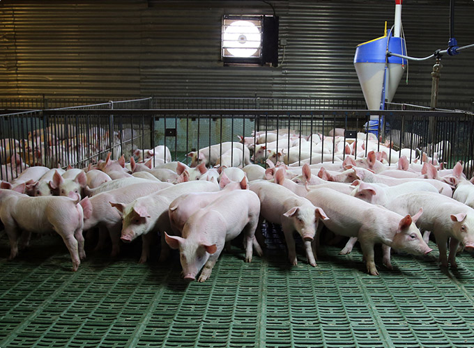 Hệ thống chăn nuôi khép kín - Đảm bảo an toàn cho người tiêu dùng trong thời điểm dịch tả lợn Châu Phi đang hoành hành